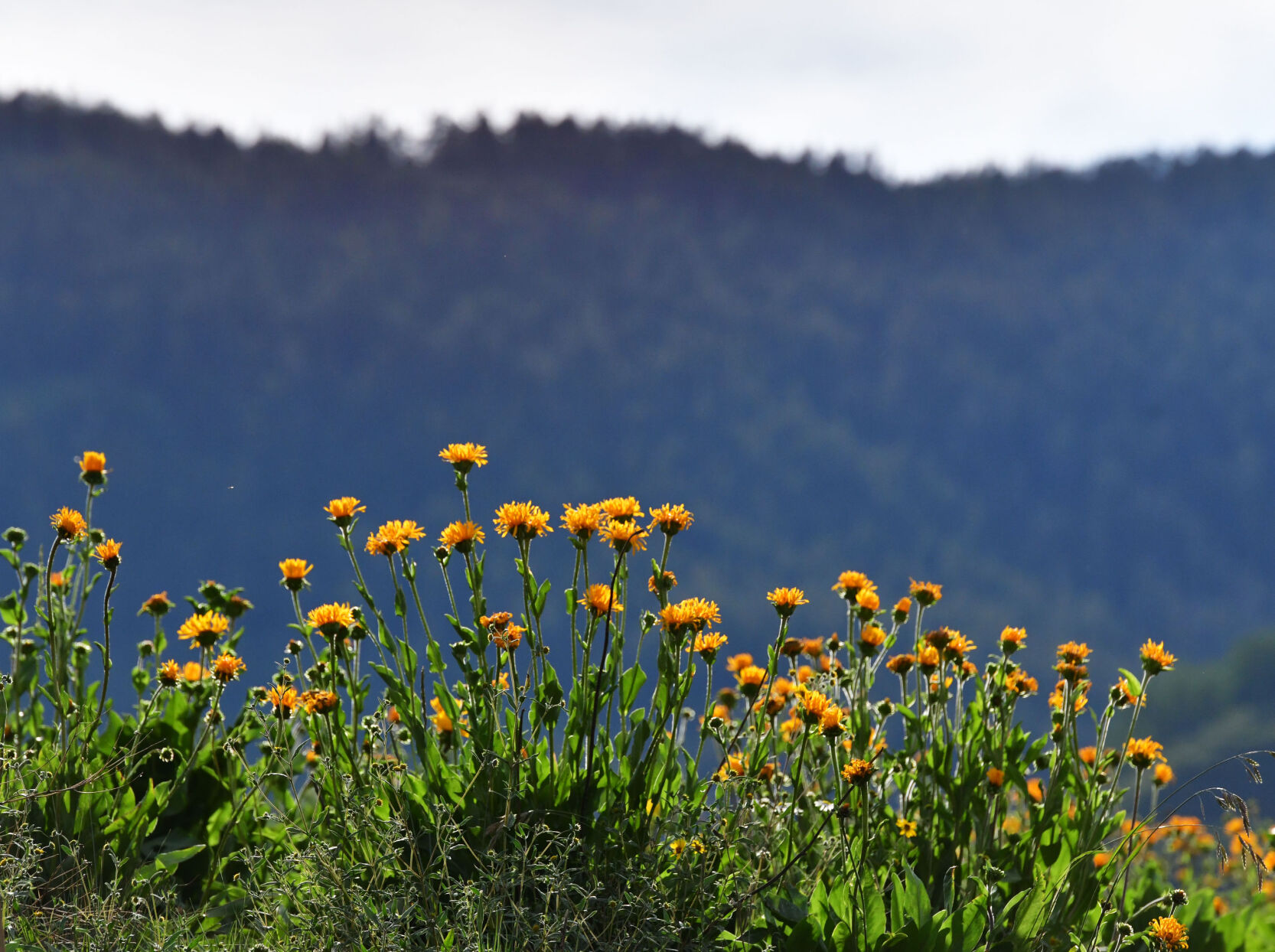 072420-news-wildflowers 18.JPG